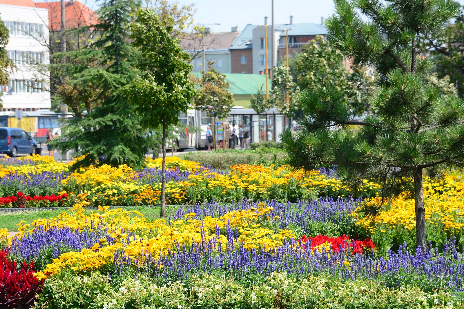 Április végén kezdődik az egynyári virágok kiültetése Székesfehérváron